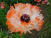 Papaver Orientalis Flamenco