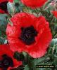 Papaver Orientalis Inferno