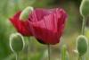 Papaver Orientalis Marlene