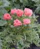 Papaver Orientalis Pink Pearl