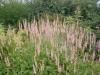 Persicaria Amplexicaulis Rosea