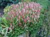 Persicaria affinis Darjeerling Red