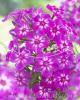 Phlox Paniculata Katja