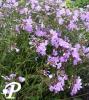 Phlox carolina Bill Baker
