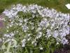 Phlox divaricata May Breeze