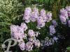 Phlox maculata Natascha