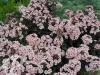 Phlox paniculata Bright Eyes
