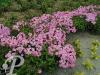 Phlox paniculata Flamingo