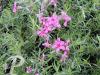 Phlox subulata Scarlet Flame