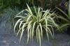 Phormium Tenax Green Delight