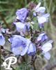 Polemonium Black and Purple