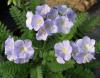 Polemonium Northern Lights