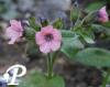 Pulmonaria saccharata Mrs Moon