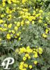 Ranunculus acris Multiplex