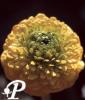 Ranunculus constantinopolis