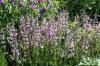 Salvia Pratensis Eveline