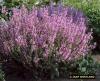 Salvia Pratensis Pink Delight