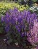 Salvia Pratensis Rhapsody In Blue