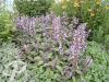 Salvia officinalis Purpurascens