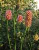 Sanguisorba Tenuifolia Purpurea