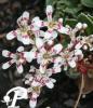 Saxifraga cotyledon Southside Seedling