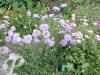 Scabiosa columbaria Butterfly Blue