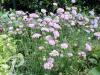 Scabiosa columbaria Pink Mist