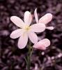 Schizostylis Coccinea Pink Princesse