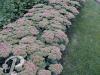 Sedum Herbstfreude
