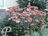 Sedum Matrona