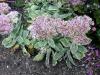 Sedum Pink Chablis