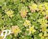 Sedum hybridum Immergrunchen