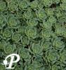 Sedum pachyclados