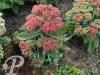 Sedum telephium Dark Red Munstead