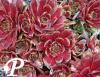 Sempervivum Commander Hay