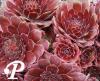 Sempervivum Director Jacobs
