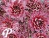 Sempervivum Red Chief