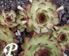 Sempervivum Seerosenstern