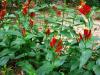 Spigelia Marilandica Little Redhead
