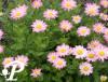 Tanacetum Laureen