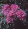 Thalictrum Aquilegifolium Thundercloud