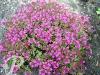 Thymus praecox atropurpurea