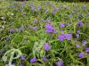 Tradescantia Leonora
