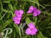 Tradescantia Valour