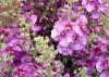 Verbascum Sugar Plum