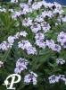 Verbena rigida polaris
