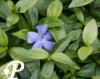 Vinca minor Bowles Variety