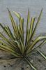 Yucca Flaccida Golden Sword