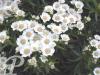 achillea ptarmica nana compacta
