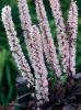 actaea ramosa pink spike